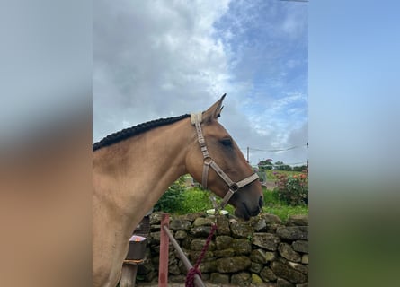 Lusitano, Giumenta, 3 Anni, Falbo