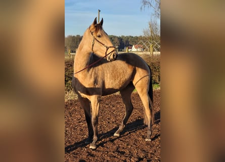 Lusitano, Giumenta, 4 Anni, 155 cm, Falbo