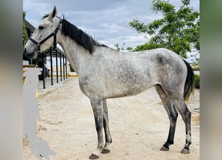 Lusitano, Giumenta, 4 Anni, 156 cm, Grigio