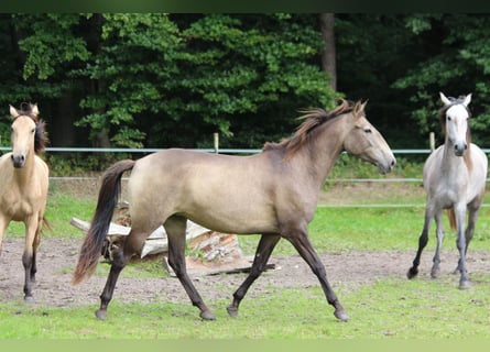 Lusitano, Giumenta, 4 Anni, 157 cm, Falbo