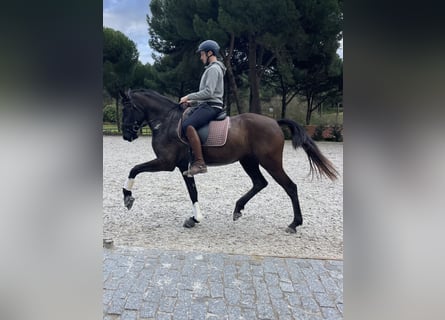 Lusitano, Giumenta, 4 Anni, 161 cm, Morello
