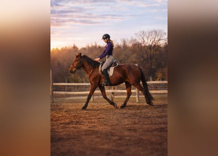 Lusitano, Giumenta, 4 Anni, 162 cm, Baio