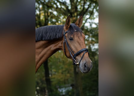 Lusitano, Giumenta, 4 Anni, 168 cm, Baio