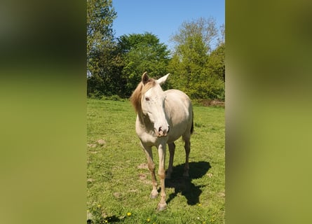 Lusitano Mix, Giumenta, 5 Anni, 147 cm, Champagne