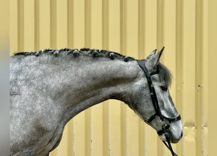 Lusitano, Giumenta, 5 Anni, 155 cm, Grigio ferro