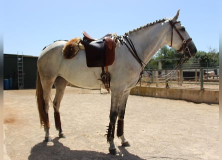 Lusitano, Giumenta, 5 Anni, 158 cm, Grigio pezzato