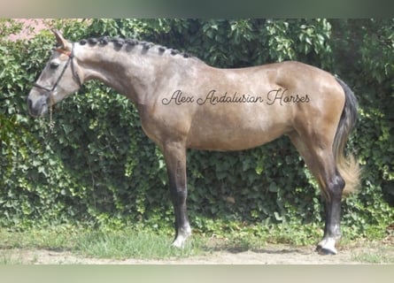 Lusitano, Giumenta, 5 Anni, 162 cm, Grigio