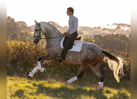Lusitano, Giumenta, 5 Anni, 166 cm, Grigio