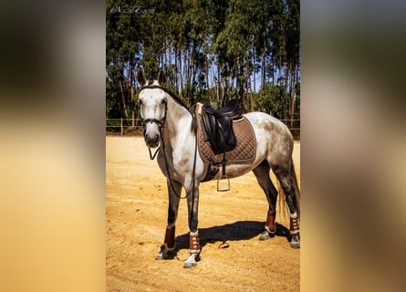 Lusitano, Giumenta, 6 Anni, 158 cm, Grigio rossastro