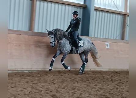 Lusitano Mix, Giumenta, 6 Anni, 159 cm, Grigio pezzato