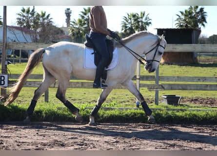 Lusitano, Giumenta, 6 Anni, 162 cm