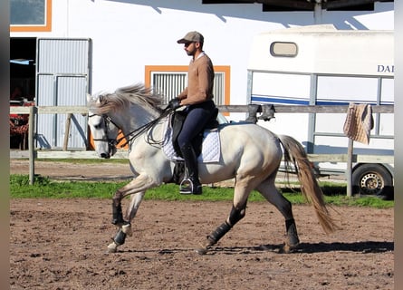 Lusitano, Giumenta, 6 Anni, 162 cm