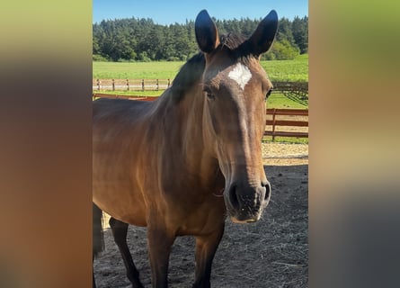 Lusitano, Giumenta, 6 Anni, 165 cm, Baio