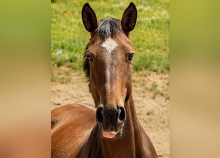Lusitano, Giumenta, 6 Anni, 165 cm, Baio