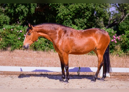 Lusitano, Giumenta, 7 Anni, 152 cm, Baio