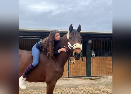 Lusitano, Giumenta, 7 Anni, 160 cm, Baio