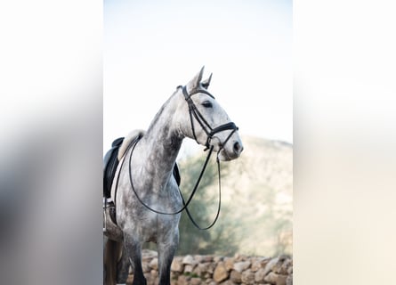 Lusitano, Giumenta, 7 Anni, 160 cm, Grigio
