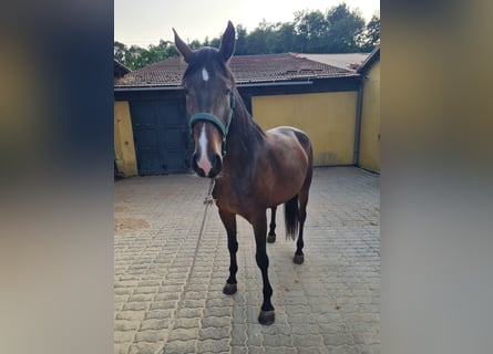 Lusitano, Giumenta, 7 Anni, 169 cm, Baio