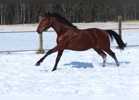 Lusitano, Giumenta, 8 Anni, 158 cm, Baio