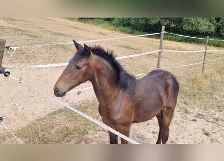 Lusitano, Giumenta, Puledri (02/2026), 168 cm, Baio scuro