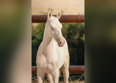Lusitano, Giumenta, Puledri (04/2026), Cremello