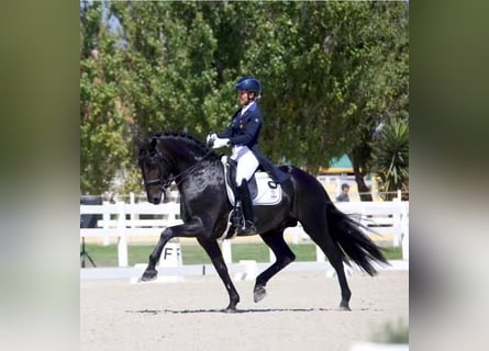 Lusitano, Hengst, 10 Jaar, 162 cm, Zwart