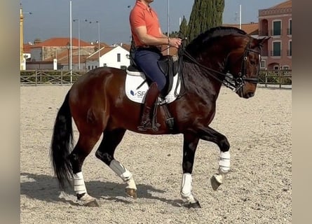Lusitano, Hengst, 10 Jaar, 163 cm, Bruin