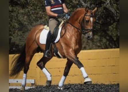 Lusitano Mix, Hengst, 10 Jaar, 163 cm, Tovereo-alle-kleuren