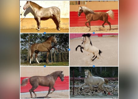 Lusitano Mix, Hengst, 10 Jaar, 168 cm, Palomino