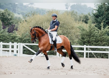 Lusitano, Hengst, 11 Jaar, 165 cm, Bruin