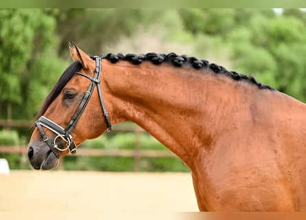 Lusitano, Hengst, 11 Jaar, 165 cm, Bruin