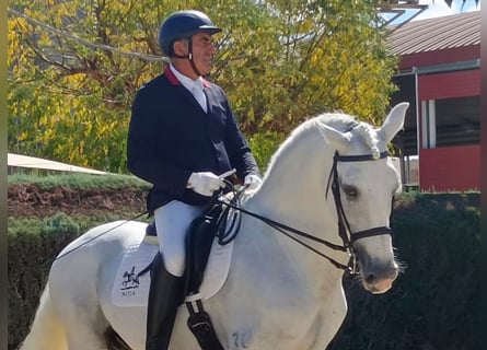 Lusitano, Hengst, 11 Jaar, 165 cm