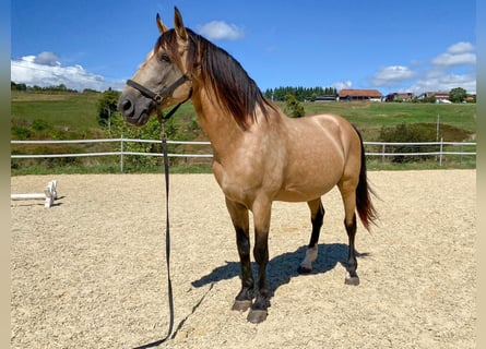 Lusitano, Hengst, 11 Jaar, 168 cm, Buckskin