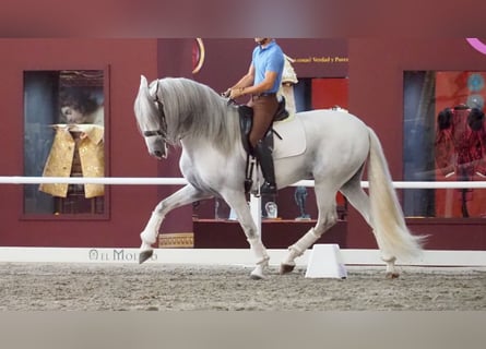 Lusitano, Hengst, 11 Jaar, 168 cm, Schimmel