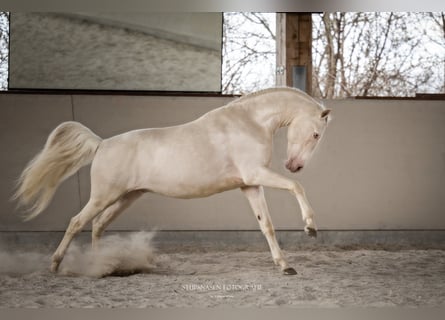 Lusitano, Hengst, 13 Jaar, 158 cm, Cremello