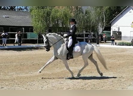 Lusitano, Hengst, 13 Jaar, 160 cm, Schimmel