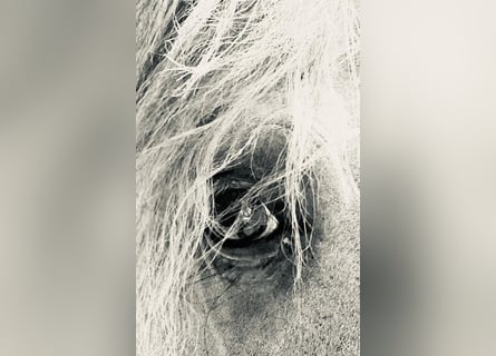 Lusitano, Hengst, 13 Jaar, 165 cm, Schimmel