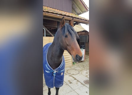 Lusitano, Hengst, 16 Jaar, 156 cm, Donkerbruin