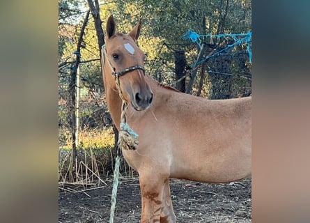 Lusitano, Hengst, 1 Jaar, 145 cm, Dunalino