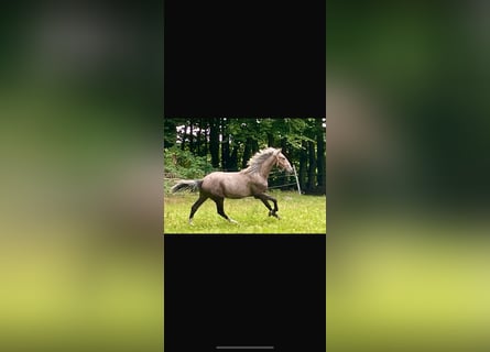 Lusitano Mix, Hengst, 1 Jaar, 148 cm