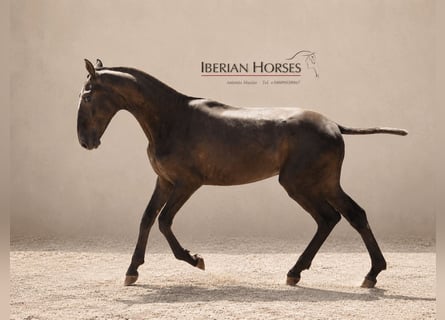 Lusitano Mix, Hengst, 1 Jaar, 152 cm, Schimmel