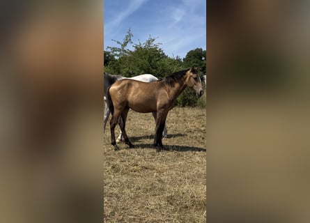 Lusitano, Hengst, 1 Jaar, 161 cm, Buckskin