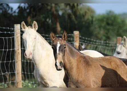 Lusitano, Hengst, 1 Jaar, 163 cm, Cremello