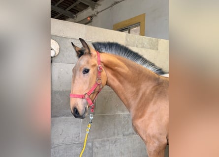 Lusitano, Hengst, 1 Jaar, 164 cm, Buckskin
