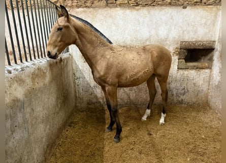 Lusitano, Hengst, 1 Jaar, 164 cm, Buckskin