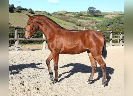Lusitano, Hengst, 1 Jaar, 170 cm, Bruin
