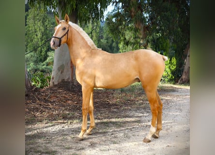 Lusitano, Hengst, 1 Jaar, 170 cm, Palomino