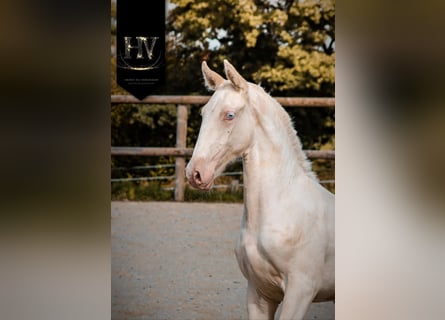 Lusitano, Hengst, 1 Jaar, Cremello