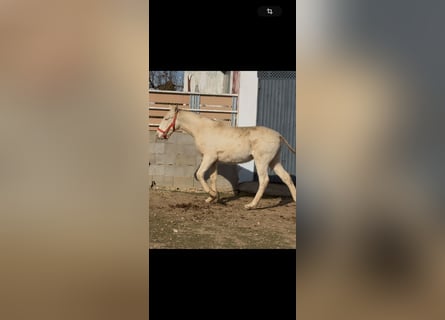 Lusitano, Hengst, 1 Jaar, Cremello