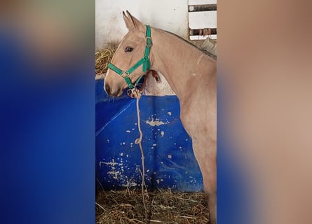 Lusitano, Hengst, 1 Jaar, Falbe